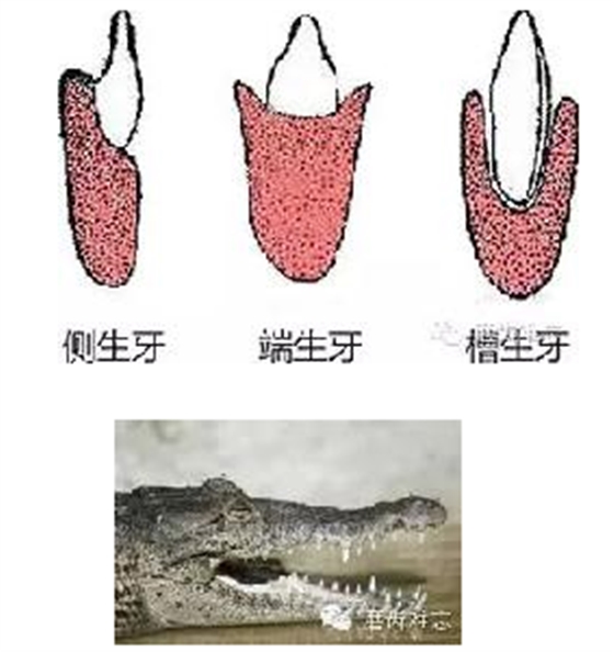 走進(jìn)牙齒的故事，訴說千年的演變