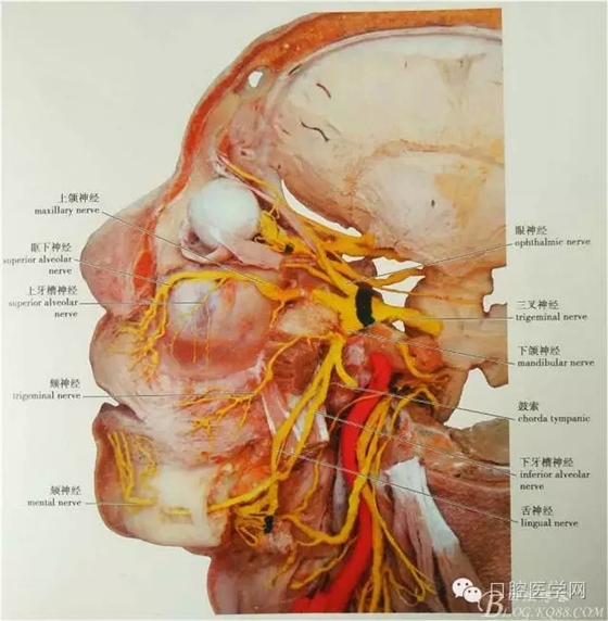 即使是老手也會失手的麻醉----下牙槽、舌、頰一次阻滯麻醉