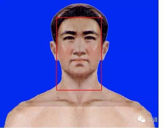 牙醫(yī)基礎知識：口腔頜面部應用解剖生理