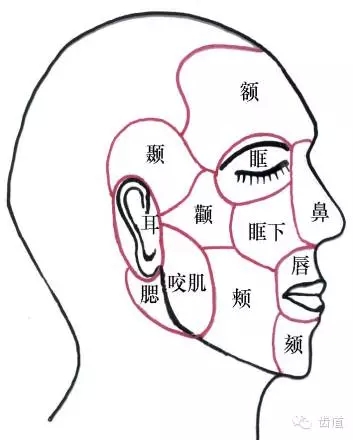 牙醫(yī)基礎知識：口腔頜面部應用解剖生理