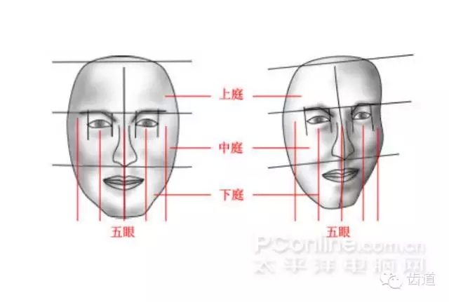 牙醫(yī)基礎知識：口腔頜面部應用解剖生理
