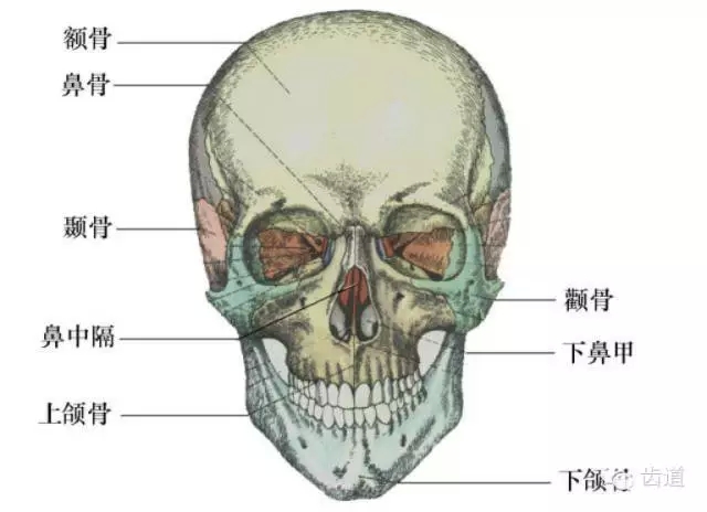 牙醫(yī)基礎知識：口腔頜面部應用解剖生理