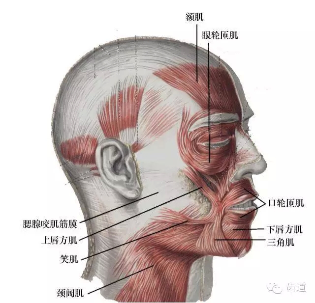 牙醫(yī)基礎知識：口腔頜面部應用解剖生理