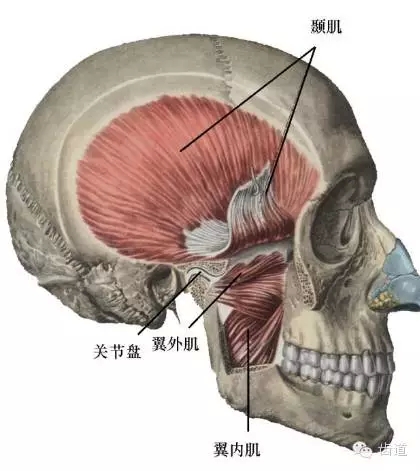 牙醫(yī)基礎知識：口腔頜面部應用解剖生理