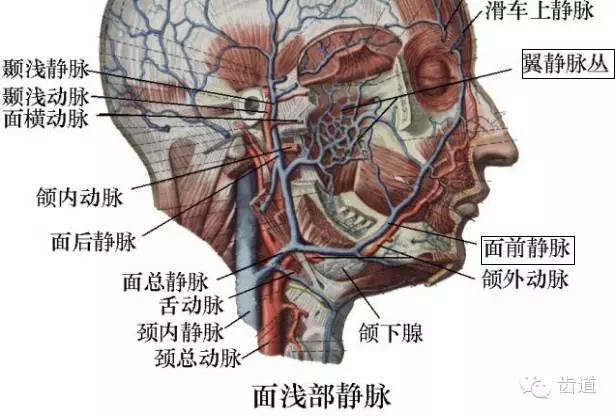 牙醫(yī)基礎知識：口腔頜面部應用解剖生理