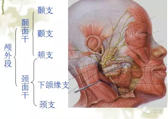 牙醫(yī)基礎知識：口腔頜面部應用解剖生理