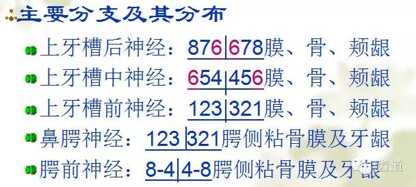 牙醫(yī)基礎知識：口腔頜面部應用解剖生理