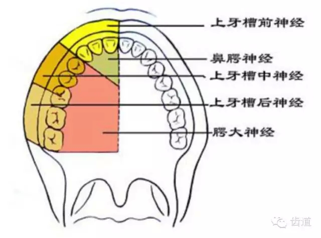 牙醫(yī)基礎知識：口腔頜面部應用解剖生理