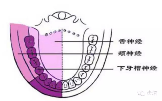 牙醫(yī)基礎知識：口腔頜面部應用解剖生理